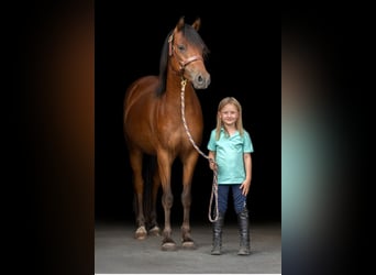 Deutsches Reitpony, Wallach, 3 Jahre, 134 cm, Brauner