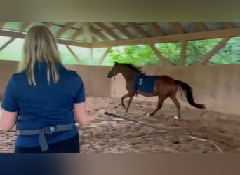 Deutsches Reitpony, Wallach, 3 Jahre, 134 cm, Brauner