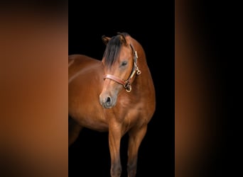 Deutsches Reitpony, Wallach, 3 Jahre, 134 cm, Brauner