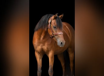 Deutsches Reitpony, Wallach, 3 Jahre, 134 cm, Brauner