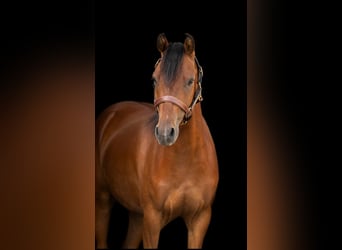 Deutsches Reitpony, Wallach, 3 Jahre, 134 cm, Brauner