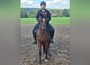 Deutsches Reitpony, Wallach, 3 Jahre, 135 cm, Brauner