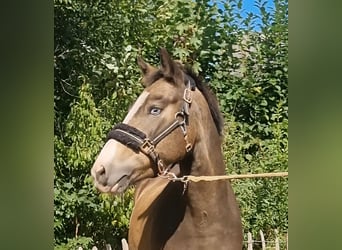 Deutsches Reitpony, Wallach, 3 Jahre, 136 cm, Falbe