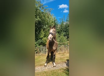 Deutsches Reitpony, Wallach, 3 Jahre, 136 cm, Falbe