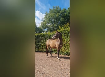 Deutsches Reitpony, Wallach, 3 Jahre, 136 cm, Falbe