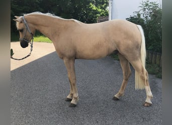 Deutsches Reitpony, Wallach, 3 Jahre, 136 cm, Palomino