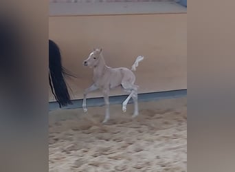 Deutsches Reitpony, Wallach, 3 Jahre, 136 cm, Palomino