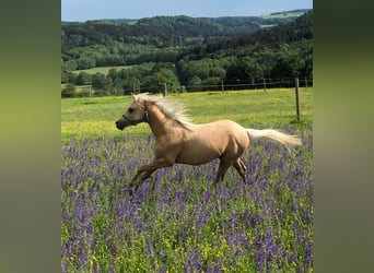 Deutsches Reitpony, Wallach, 3 Jahre, 136 cm, Palomino
