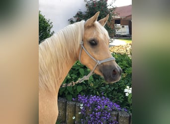 Deutsches Reitpony, Wallach, 3 Jahre, 136 cm, Palomino