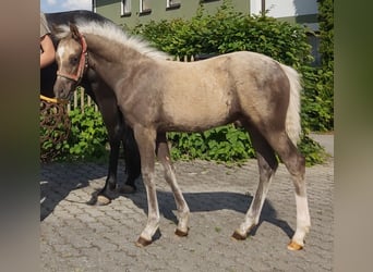 Deutsches Reitpony, Wallach, 3 Jahre, 136 cm, Palomino