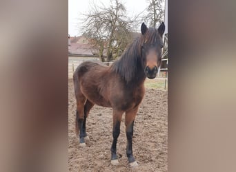 Deutsches Reitpony, Wallach, 3 Jahre, 137 cm, Dunkelbrauner