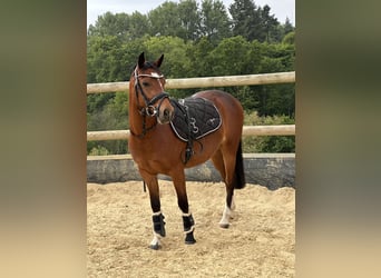 Deutsches Reitpony, Wallach, 3 Jahre, 138 cm, Brauner