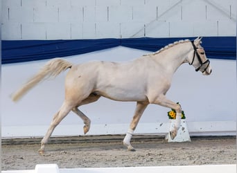 Deutsches Reitpony, Wallach, 3 Jahre, 138 cm, Palomino