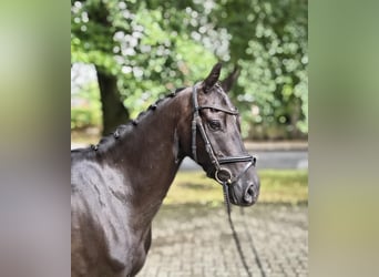 Deutsches Reitpony, Wallach, 3 Jahre, 138 cm, Rappe