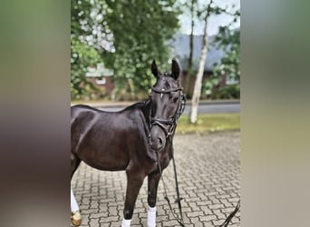 Deutsches Reitpony, Wallach, 3 Jahre, 138 cm, Rappe