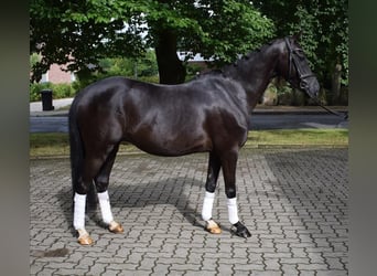 Deutsches Reitpony, Wallach, 3 Jahre, 138 cm, Rappe