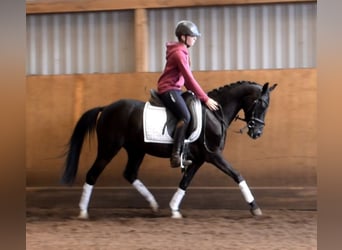 Deutsches Reitpony, Wallach, 3 Jahre, 138 cm, Rappe