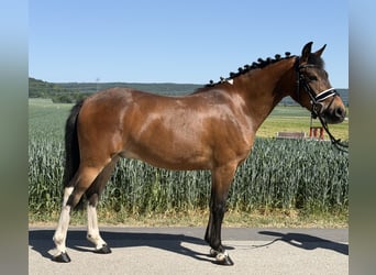 Deutsches Reitpony Mix, Wallach, 3 Jahre, 138 cm, Schecke