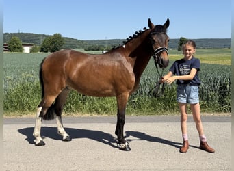 Deutsches Reitpony Mix, Wallach, 3 Jahre, 138 cm, Schecke