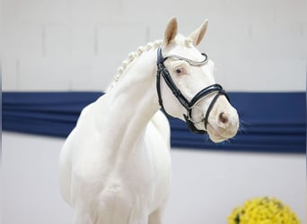 Deutsches Reitpony, Wallach, 3 Jahre, 139 cm, Cremello