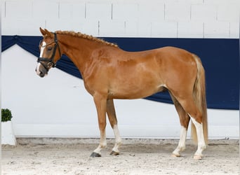 Deutsches Reitpony, Wallach, 3 Jahre, 139 cm, Fuchs