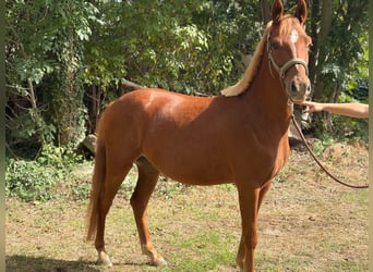 Deutsches Reitpony, Wallach, 3 Jahre, 139 cm, Fuchs