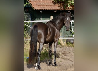 Deutsches Reitpony, Wallach, 3 Jahre, 139 cm, Rappe