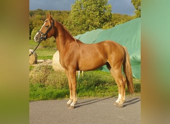Deutsches Reitpony, Wallach, 3 Jahre, 140 cm, Fuchs