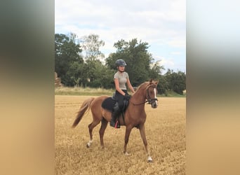 Deutsches Reitpony, Wallach, 3 Jahre, 140 cm, Fuchs
