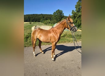 Deutsches Reitpony, Wallach, 3 Jahre, 140 cm, Fuchs
