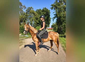 Deutsches Reitpony, Wallach, 3 Jahre, 140 cm, Fuchs