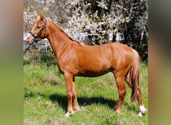 Deutsches Reitpony Mix, Wallach, 3 Jahre, 140 cm, Fuchs