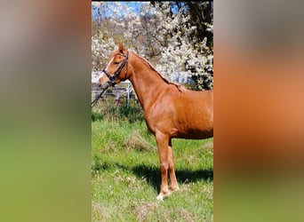 Deutsches Reitpony Mix, Wallach, 3 Jahre, 140 cm, Fuchs