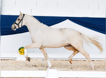 Deutsches Reitpony, Wallach, 3 Jahre, 140 cm, Palomino