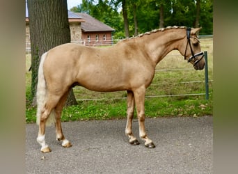 Deutsches Reitpony, Wallach, 3 Jahre, 140 cm, Palomino