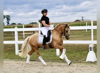 Deutsches Reitpony, Wallach, 3 Jahre, 140 cm, Palomino