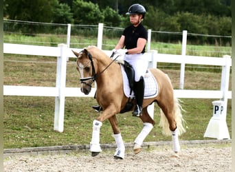 Deutsches Reitpony, Wallach, 3 Jahre, 140 cm, Palomino