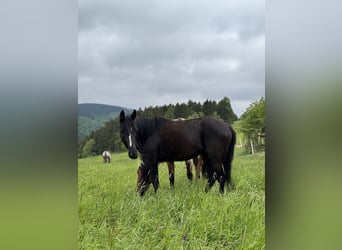 Deutsches Reitpony Mix, Wallach, 3 Jahre, 140 cm, Rappe