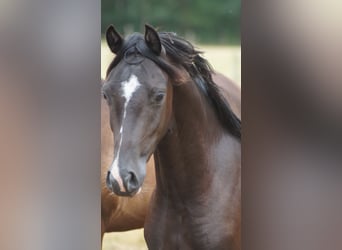Deutsches Reitpony, Wallach, 3 Jahre, 140 cm, Rappe