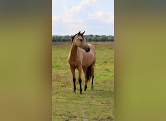 Deutsches Reitpony, Wallach, 3 Jahre, 141 cm, Falbe