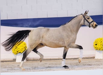 Deutsches Reitpony, Wallach, 3 Jahre, 141 cm, Falbe