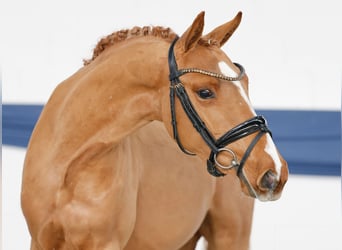 Deutsches Reitpony, Wallach, 3 Jahre, 141 cm, Fuchs