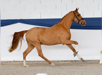 Deutsches Reitpony, Wallach, 3 Jahre, 141 cm, Fuchs
