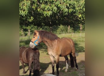 Deutsches Reitpony, Wallach, 3 Jahre, 142 cm, Brauner