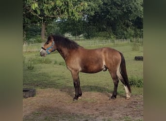 Deutsches Reitpony, Wallach, 3 Jahre, 142 cm, Brauner