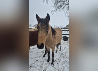 Deutsches Reitpony, Wallach, 3 Jahre, 142 cm, Buckskin