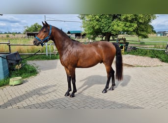 Deutsches Reitpony, Wallach, 3 Jahre, 142 cm, Dunkelbrauner