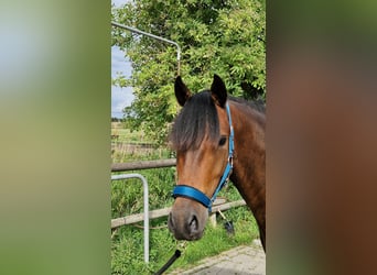 Deutsches Reitpony, Wallach, 3 Jahre, 142 cm, Dunkelbrauner