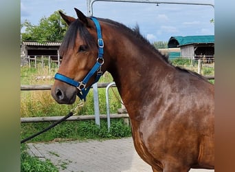 Deutsches Reitpony, Wallach, 3 Jahre, 142 cm, Dunkelbrauner