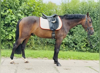 Deutsches Reitpony, Wallach, 3 Jahre, 142 cm, Dunkelbrauner